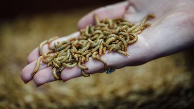 Venture Capitalists Feed $125 Million Into French Mealworm Breeder Ynsect Venture Capitalists Feed $125 Million Into French Mealworm Breeder Ynsect