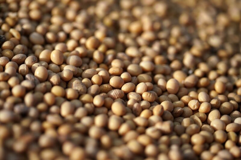 Harvested soybeans. Photographer: Oliver Bunic/Bloomberg Harvested soybeans. Photographer: Oliver Bunic/Bloomberg