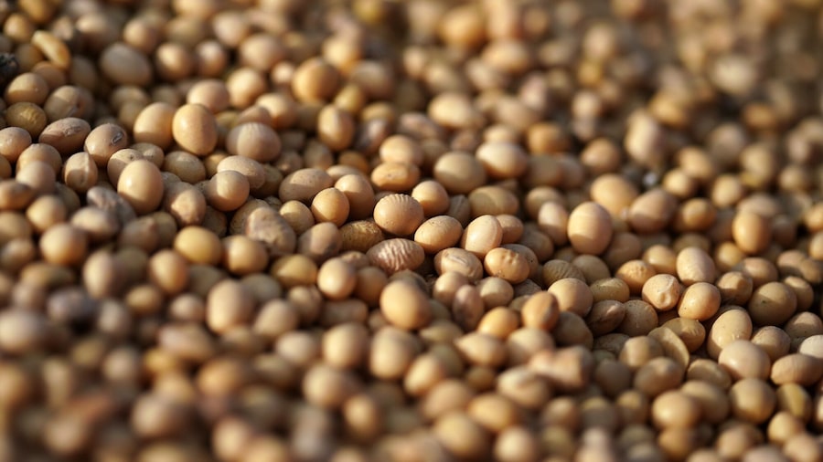 El aceite de soja cae después de que EE.UU. e Irán acordaran un alto al fuego de dos semanas El aceite de soja cae después de que EE.UU. e Irán acordaran un alto al fuego de dos semanas