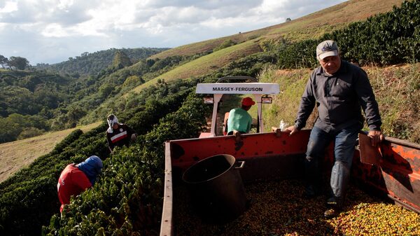 Pronóstico de cosecha de café en Brasil se complica con amenaza de inundaciones Pronóstico de cosecha de café en Brasil se complica con amenaza de inundaciones