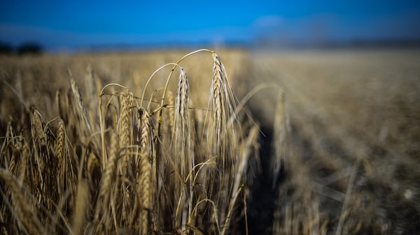 Trigo se dispara tras advertencia de EE.UU. sobre explosivos en puertos ucranianos Trigo se dispara tras advertencia de EE.UU. sobre explosivos en puertos ucranianos