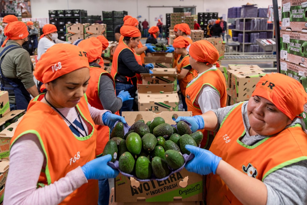 Workers move avocados at an avocado packaging facility in Uruapan, Michoacan state, Mexico, on Tuesday, March 18, 2025. US President Donald Trump this month imposed 25% tariffs on goods from Mexico and Canada, but then gave a reprieve until April 2 on items that fall under the North American trade agreement. Photographer: Stephania Corpi/Bloomberg Workers move avocados at an avocado packaging facility in Uruapan, Michoacan state, Mexico, on Tuesday, March 18, 2025. US President Donald Trump this month imposed 25% tariffs on goods from Mexico and Canada, but then gave a reprieve until April 2 on items that fall under the North American trade agreement. Photographer: Stephania Corpi/Bloomberg