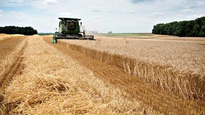 China avalia retomar importações de trigo americano após trégua comercial com Trump China avalia retomar importações de trigo americano após trégua comercial com Trump