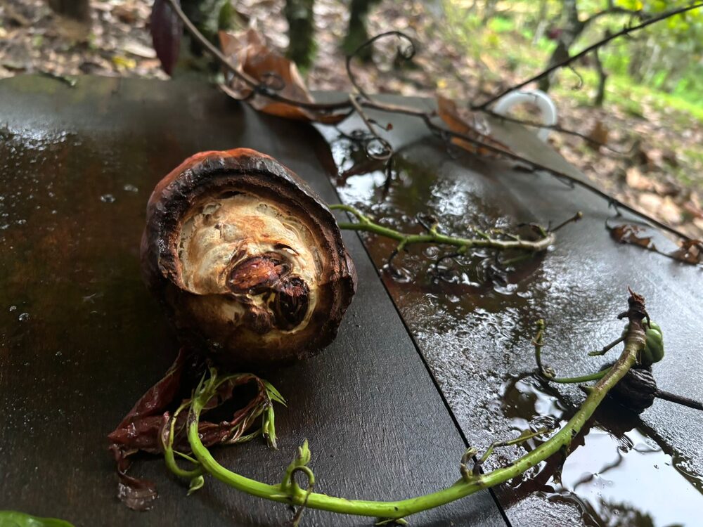 Cacau afetado pela vassoura-de-bruxa Cacau afetado pela vassoura-de-bruxa