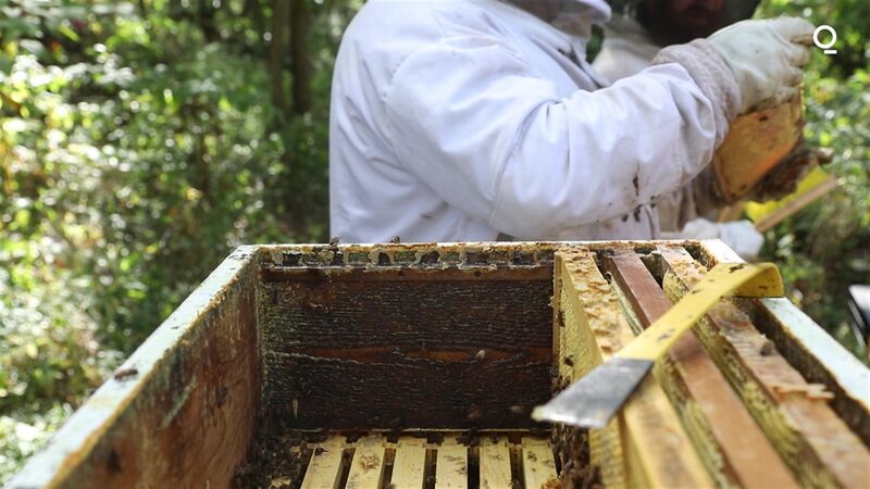 La Comisaria Adjunta de Marcas, Natasha Alley, consideró que el término miel de manuka era simplemente descriptivo y no tenía carácter distintivo. La Comisaria Adjunta de Marcas, Natasha Alley, consideró que el término miel de manuka era simplemente descriptivo y no tenía carácter distintivo.