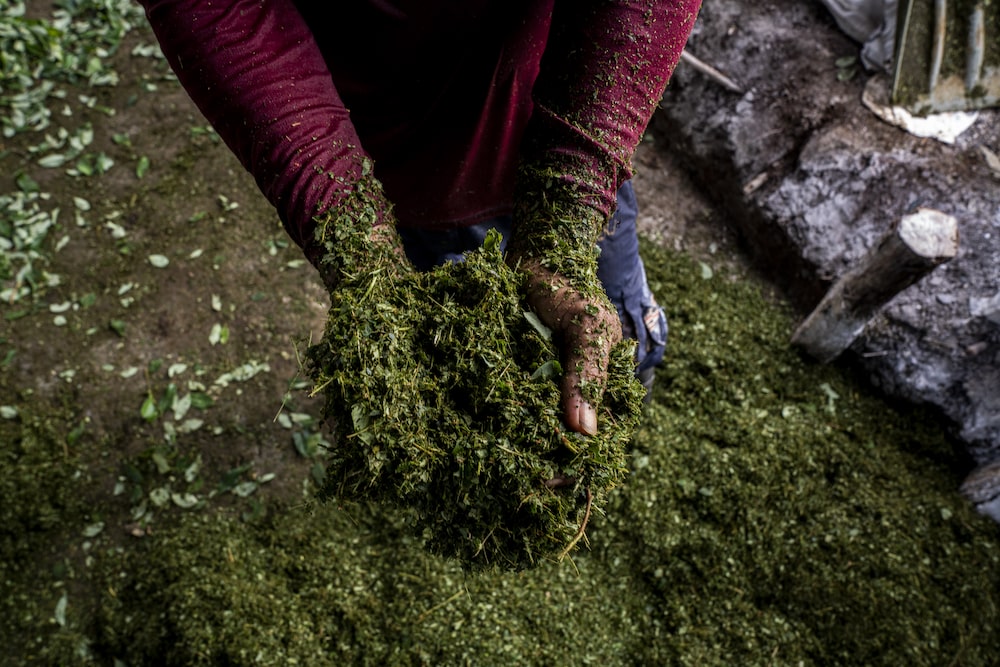 Un trabajador sostiene hojas de coca trituradas en un laboratorio de cocaína en San Miguel, Putumayo, Colombia, el sábado 26 de noviembre de 2022. El departamento colombiano de Putumayo es uno de los principales proveedores del aumento sin precedentes en la producción de cocaína. Fotógrafo: Esteban Vanegas/Bloomberg. Un trabajador sostiene hojas de coca trituradas en un laboratorio de cocaína en San Miguel, Putumayo, Colombia, el sábado 26 de noviembre de 2022. El departamento colombiano de Putumayo es uno de los principales proveedores del aumento sin precedentes en la producción de cocaína. Fotógrafo: Esteban Vanegas/Bloomberg.