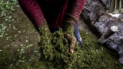 Colombia registra una cifra histórica de cultivos de coca, según Naciones Unidas Colombia registra una cifra histórica de cultivos de coca, según Naciones Unidas