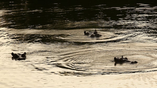 Hacienda Nápoles, de Pablo Escobar, participa de programas de empleo del Gobierno Hacienda Nápoles, de Pablo Escobar, participa de programas de empleo del Gobierno