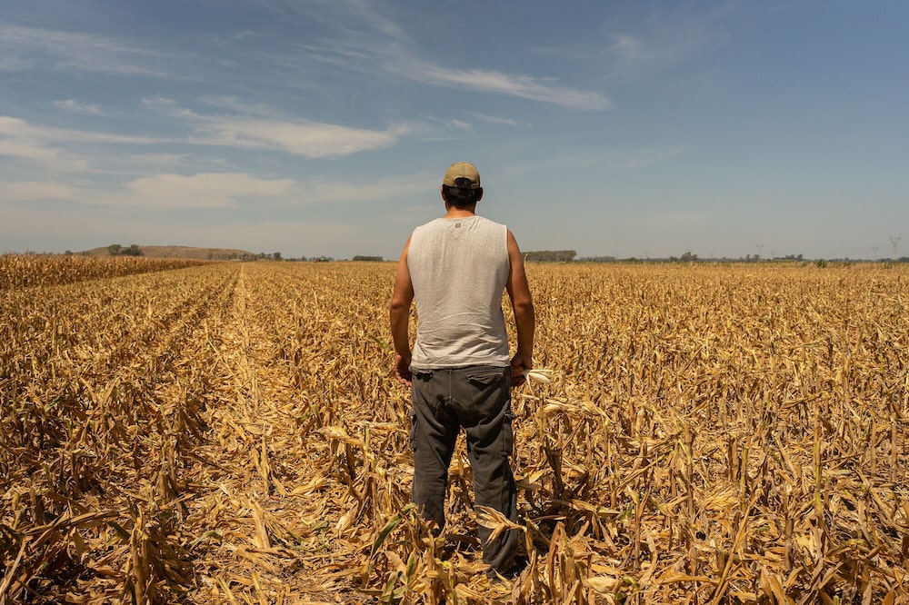 Agricultor en un campo de máis afectado por sequía Agricultor en un campo de máis afectado por sequía