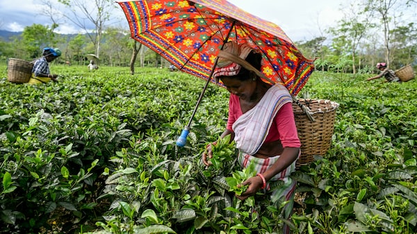 Hoteles en India ofrecen avistamiento de delfines y cabañas de barro para impulsar el crecimiento Hoteles en India ofrecen avistamiento de delfines y cabañas de barro para impulsar el crecimiento