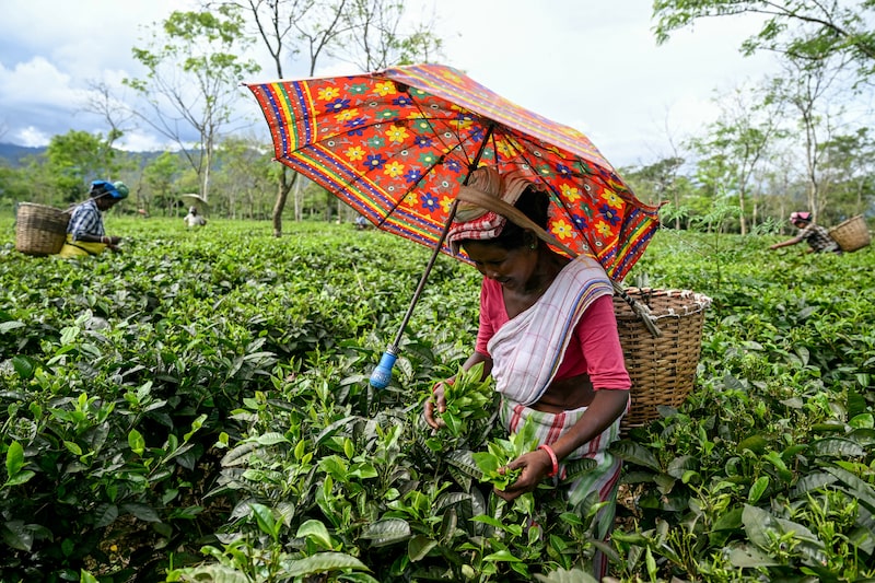 Hoteles en India ofrecen avistamiento de delfines y cabañas de barro para impulsar el crecimiento. Hoteles en India ofrecen avistamiento de delfines y cabañas de barro para impulsar el crecimiento.