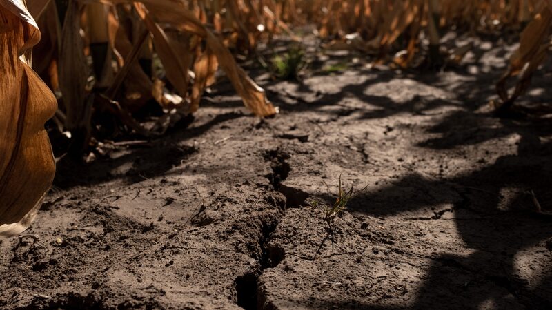 OMM revela las zonas de Latinoamérica que tuvieron olas de calor “sin precedentes” en 2025 OMM revela las zonas de Latinoamérica que tuvieron olas de calor “sin precedentes” en 2025