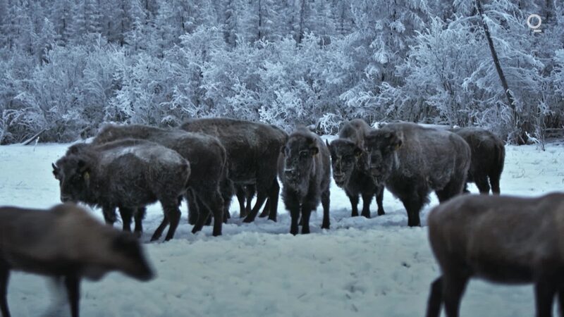 Imagen del Ártico. Imagen del Ártico.