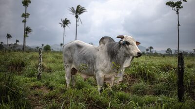 McDonald’s Linked to Amazon Deforestation in New Report McDonald’s Linked to Amazon Deforestation in New Report