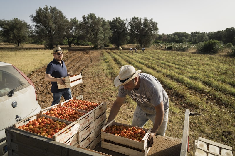 Trabajadores transportan cajas de tomates en la localidad de Manduria, Tarento, Italia. Trabajadores transportan cajas de tomates en la localidad de Manduria, Tarento, Italia.
