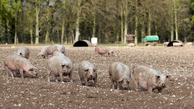 Frimesa aposta em escala e cooperativismo para dobrar receita a R$ 15 bi até 2032 Frimesa aposta em escala e cooperativismo para dobrar receita a R$ 15 bi até 2032