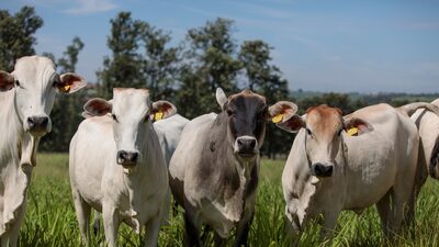 Brasil roza cuota de carne a China y genera estrés en el mercado Brasil roza cuota de carne a China y genera estrés en el mercado