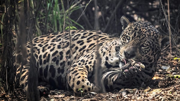 Los 8 países con mayor biodiversidad en el mundo y el tamaño de sus economías en 2026 Los 8 países con mayor biodiversidad en el mundo y el tamaño de sus economías en 2026