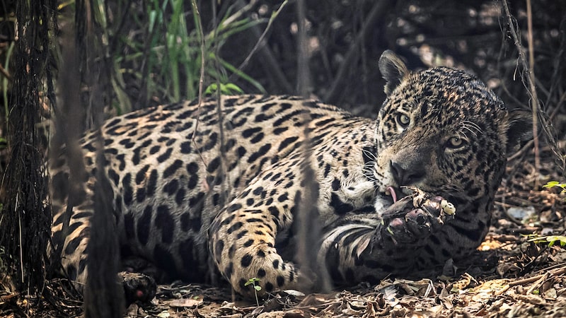 Los 8 países con mayor biodiversidad en el mundo y el tamaño de sus economías en 2026 Los 8 países con mayor biodiversidad en el mundo y el tamaño de sus economías en 2026