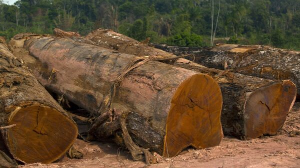 Brazil, US Discuss Cooperation to Stop Illegal Trade of Amazon Timber Brazil, US Discuss Cooperation to Stop Illegal Trade of Amazon Timber