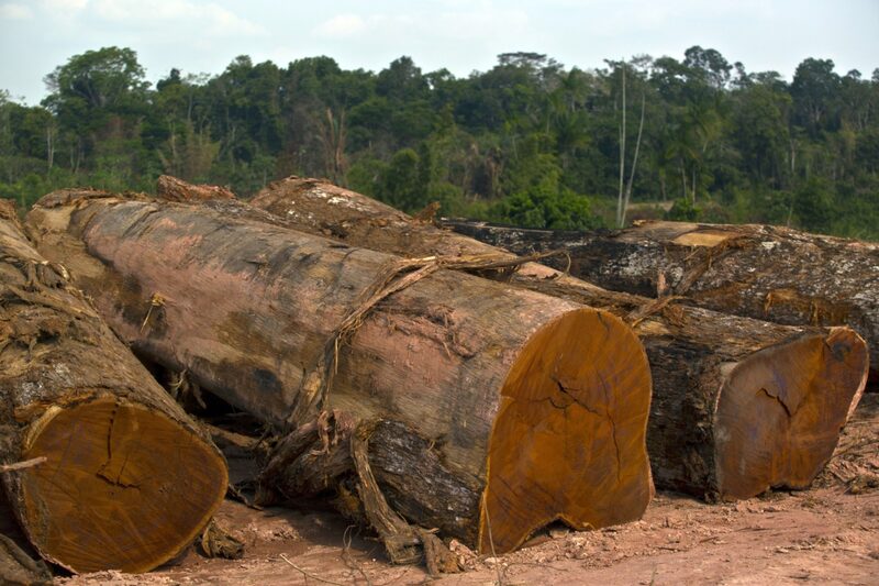 Cut logs sit at a sawmill in Anapu, Brazil. Cut logs sit at a sawmill in Anapu, Brazil.