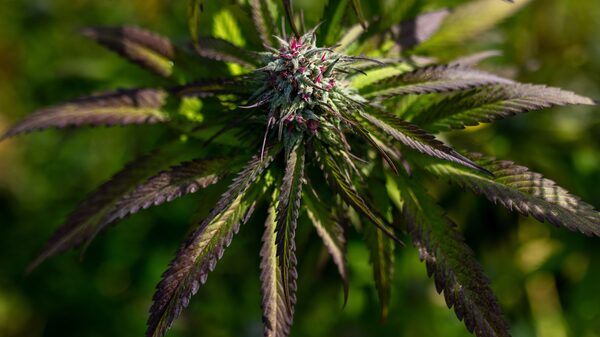 Cannabis en Colombia, ¿cómo emprender en este negocio y cuánto necesita para iniciar? Cannabis en Colombia, ¿cómo emprender en este negocio y cuánto necesita para iniciar?