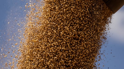 China vuelve a apostar por la soja brasileña pese a la tregua comercial con EE.UU. China vuelve a apostar por la soja brasileña pese a la tregua comercial con EE.UU.