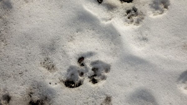 Glaciares de Nueva Zelanda disminuyen a un ritmo “amenazador” Glaciares de Nueva Zelanda disminuyen a un ritmo “amenazador”