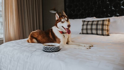 Hotéis de luxo adaptam experiências para acomodar casais sem filhos e com pets Hotéis de luxo adaptam experiências para acomodar casais sem filhos e com pets