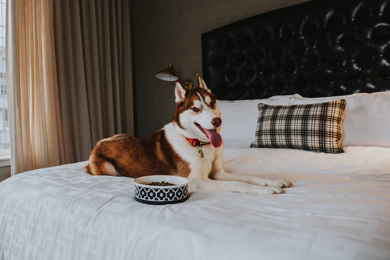 Viajar com seu cão: pesquisa da Hotels.com revelou que 70% de casais que não têm filhos contam com mais recursos financeiros para lazer, com 44% desse dinheiro sendo destinado a viagens. (Foto: Bloomberg) Viajar com seu cão: pesquisa da Hotels.com revelou que 70% de casais que não têm filhos contam com mais recursos financeiros para lazer, com 44% desse dinheiro sendo destinado a viagens. (Foto: Bloomberg)