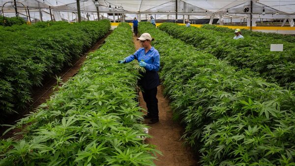 Exportaciones de cannabis colombiano se disparan: ¿qué productos vende y a dónde? Exportaciones de cannabis colombiano se disparan: ¿qué productos vende y a dónde?