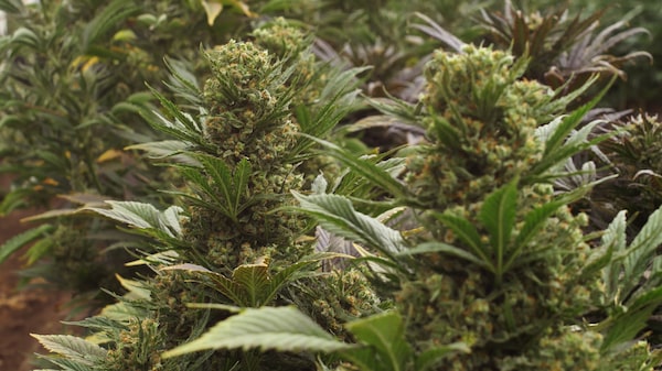 Ecuador exportó flor procesada de cannabis por primera vez en su historia Ecuador exportó flor procesada de cannabis por primera vez en su historia