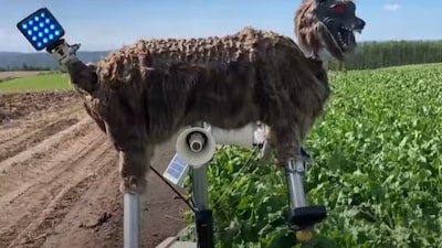 Videos: crece la demanda de lobos robot en Japón tras récord de ataques de osos Videos: crece la demanda de lobos robot en Japón tras récord de ataques de osos