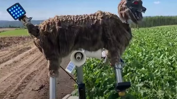 Videos: crece la demanda de lobos robot en Japón tras récord de ataques de osos Videos: crece la demanda de lobos robot en Japón tras récord de ataques de osos