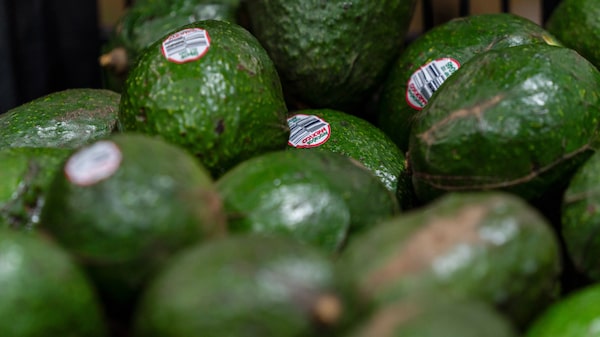 EE.UU. suspende importación de aguacate mexicano por alerta de seguridad en Michoacán EE.UU. suspende importación de aguacate mexicano por alerta de seguridad en Michoacán