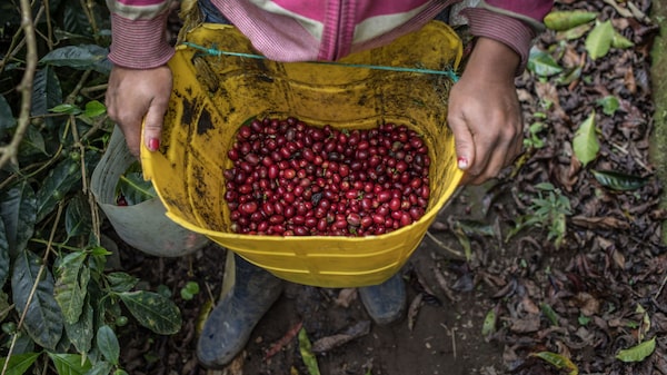 Arrancó el declive en la producción de café colombiano tras un año récord de cosecha Arrancó el declive en la producción de café colombiano tras un año récord de cosecha