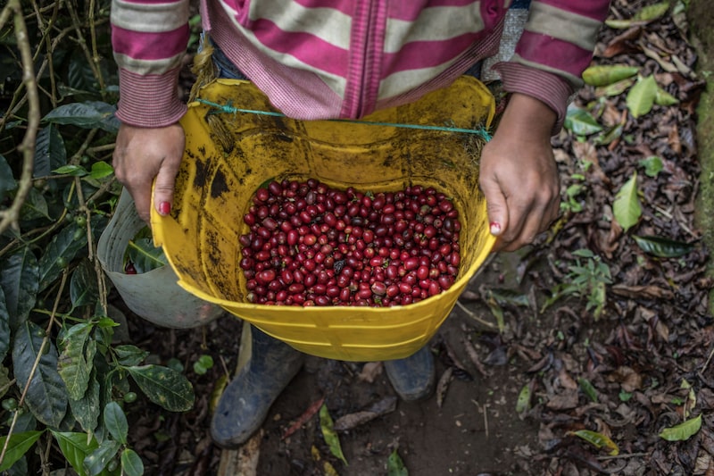 Un trabajador lleva una canasta llena de cerezas de café frescas recogidas a mano. Un trabajador lleva una canasta llena de cerezas de café frescas recogidas a mano.
