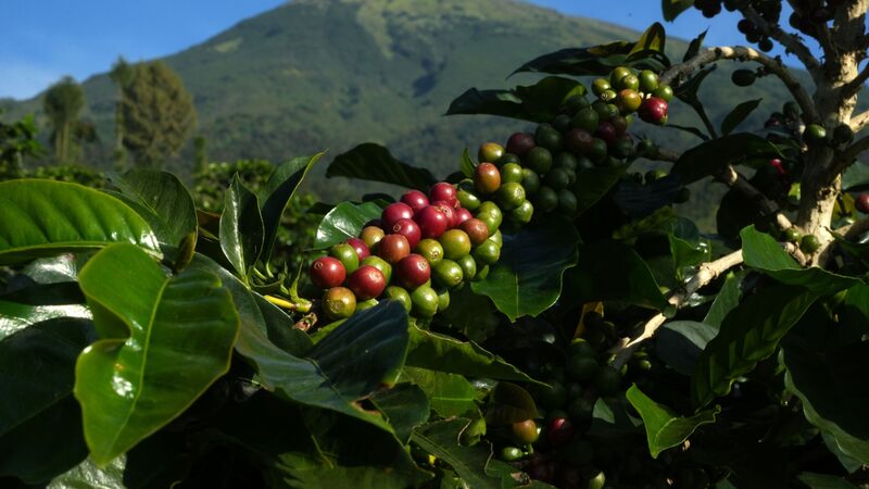 Fim do café mais caro? O que esperar dos preços nos próximos meses, segundo analistas Fim do café mais caro? O que esperar dos preços nos próximos meses, segundo analistas