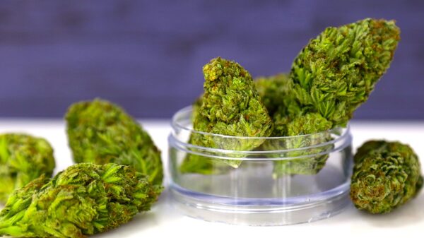 Exportación de flor seca de cannabis: ¿cuánto se ha vendido y a qué destinos? Exportación de flor seca de cannabis: ¿cuánto se ha vendido y a qué destinos?