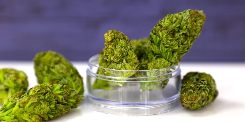 Flor seca de cannabis Flor seca de cannabis