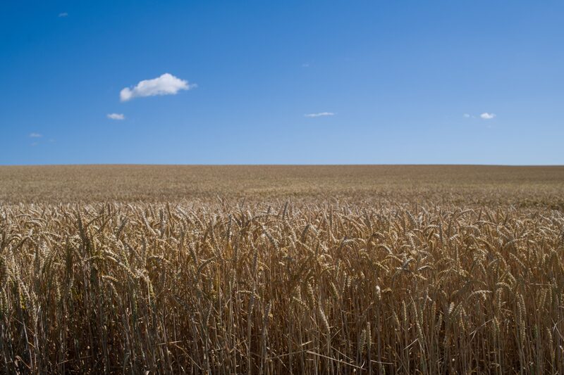 Campos de trigo antes de la cosecha en Ailly-sur-Noye, Francia, el jueves 28 de junio de 2022. Campos de trigo antes de la cosecha en Ailly-sur-Noye, Francia, el jueves 28 de junio de 2022.