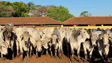 Como esta empresa aposta em brincos eletrônicos para monitorar 1 milhão de bois Como esta empresa aposta em brincos eletrônicos para monitorar 1 milhão de bois