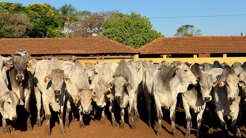 Como esta empresa aposta em brincos eletrônicos para monitorar 1 milhão de bois Como esta empresa aposta em brincos eletrônicos para monitorar 1 milhão de bois