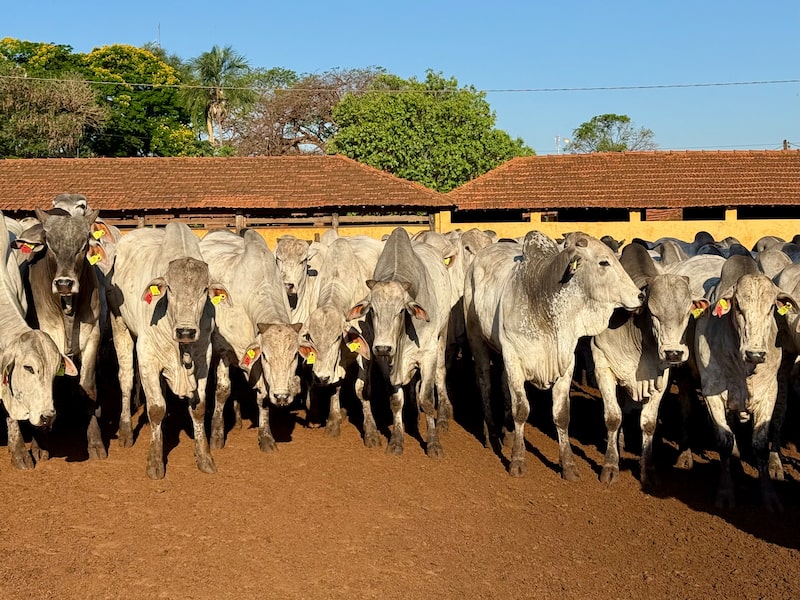 IoTera prevê faturar R$ 120 milhões nos próximos 30 meses com a venda de brincos digitais para uso em bois IoTera prevê faturar R$ 120 milhões nos próximos 30 meses com a venda de brincos digitais para uso em bois