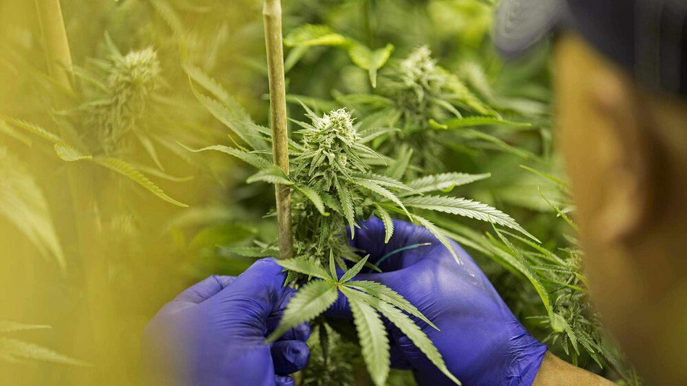 Plantas de cannabis en una sala de floración en las instalaciones de cultivo del dispensario Sense of Healing en Denver, Colorado, EE.UU.