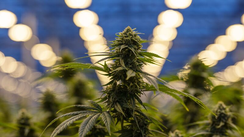 Cannabis no Uruguai: As lições para a América Latina sobre uma lei histórica Cannabis no Uruguai: As lições para a América Latina sobre uma lei histórica