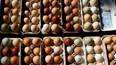 EUA fazem recall de mais de 20 milhões de ovos após casos de salmonela EUA fazem recall de mais de 20 milhões de ovos após casos de salmonela