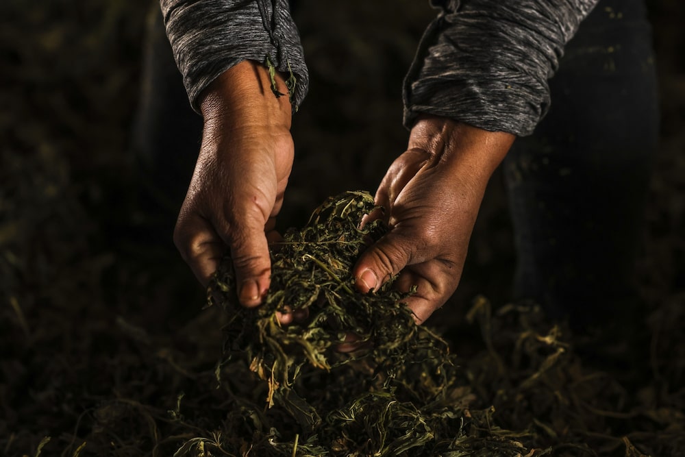 Un trabajador verifica la calidad de las flores de cáñamo en Colorado, EE. UU. Fotógrafo: Michael Ciaglo/Bloomberg Un trabajador verifica la calidad de las flores de cáñamo en Colorado, EE. UU. Fotógrafo: Michael Ciaglo/Bloomberg