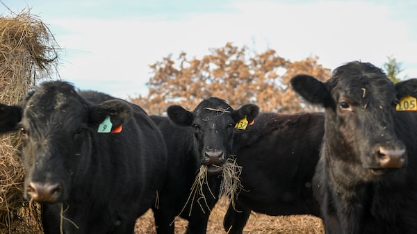 Retorno de praga preocupa pecuaristas no Texas e ameaça recuperação do rebanho dos EUA Retorno de praga preocupa pecuaristas no Texas e ameaça recuperação do rebanho dos EUA