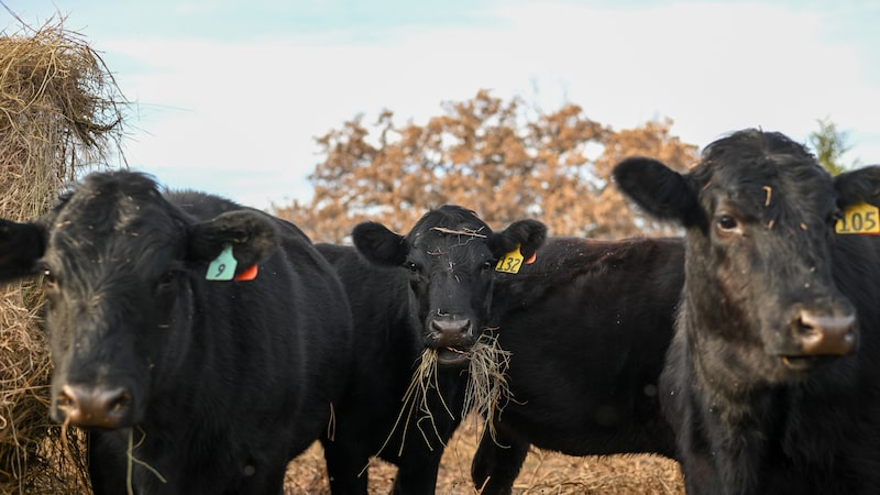 Retorno de praga preocupa pecuaristas no Texas e ameaça recuperação do rebanho dos EUA Retorno de praga preocupa pecuaristas no Texas e ameaça recuperação do rebanho dos EUA